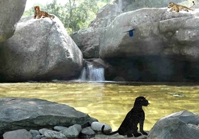 Jungle animée 7 - Paradis pour léopards